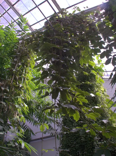 Botanische tuinen Münster (Duitsland)